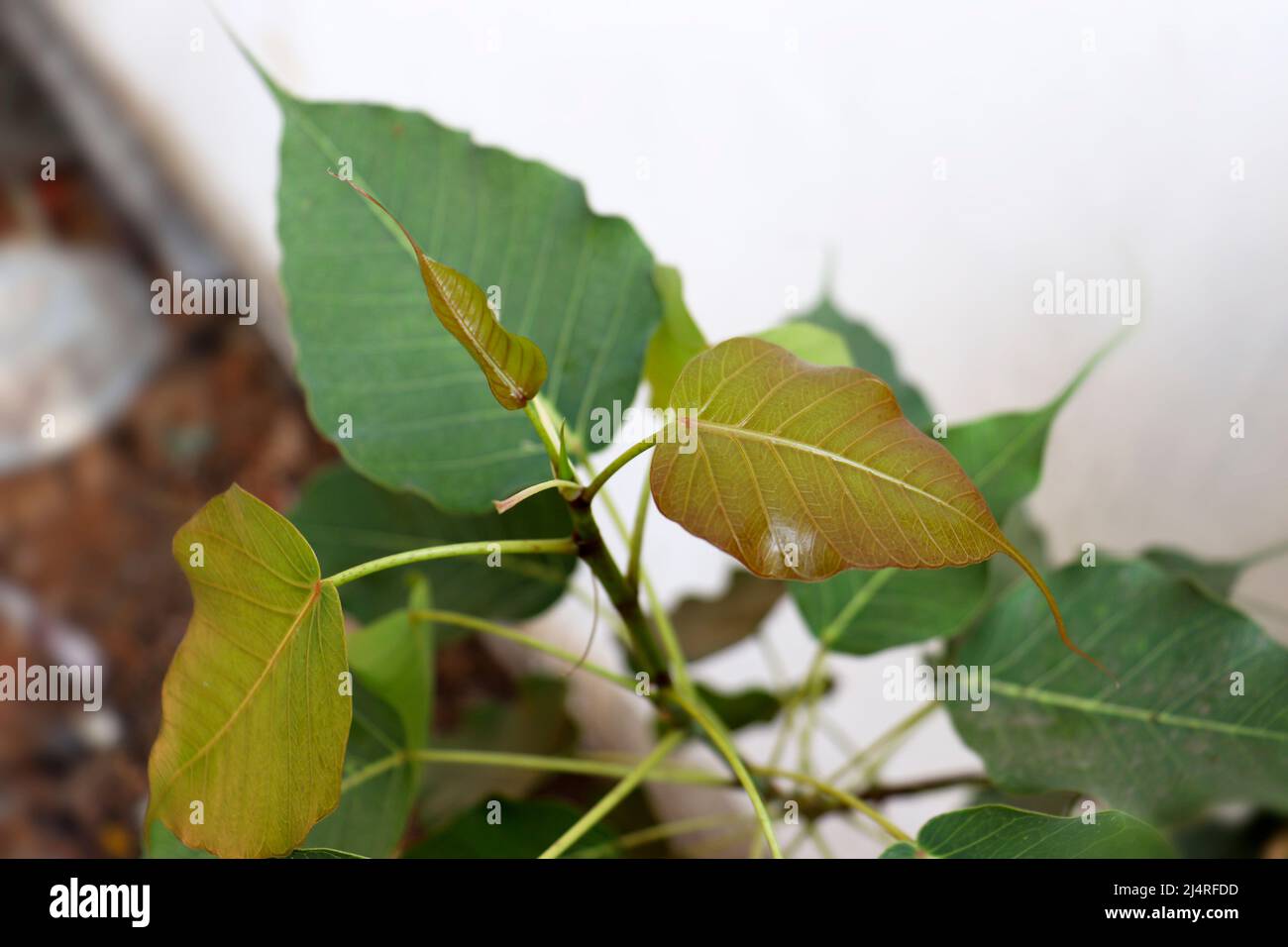 Sacred fig Tree leaf (Ficus religiosa)plant leaf. with blur background Stock Photo