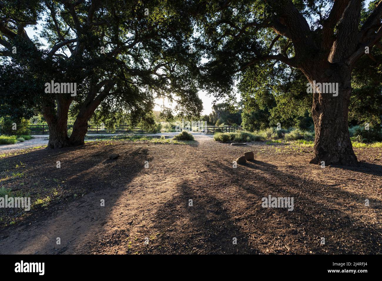Large oak trees in dawn light at Chatsworth Park South in the San Fernando Valley area of Los Angeles, California. Stock Photo