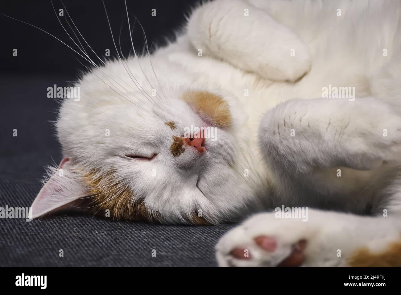 Cat, profile, funny Cut Out Stock Images & Pictures - Page 2 - Alamy