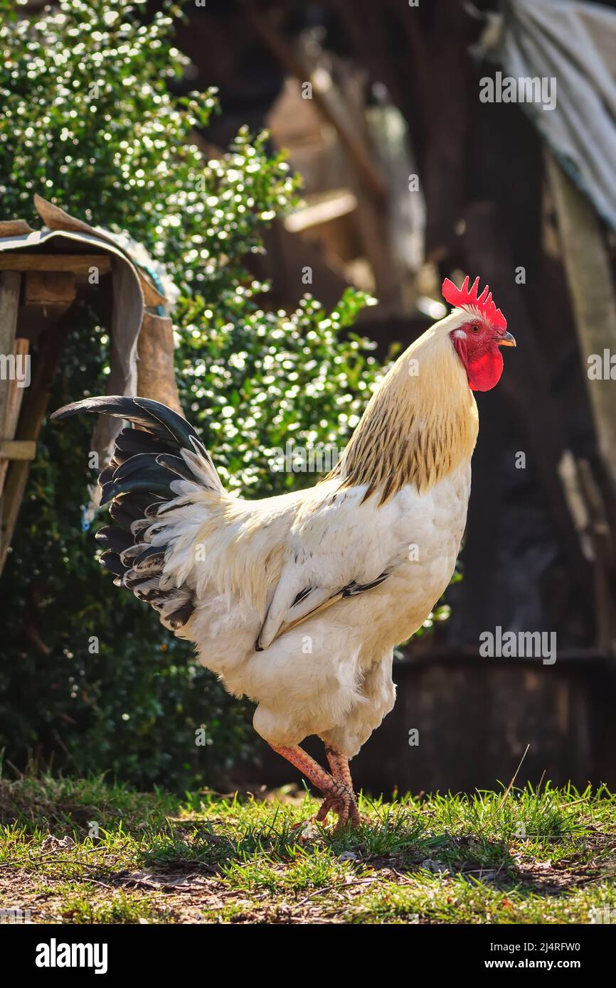 Natural rural scene. Rooster on a rural farm. Stock Photo
