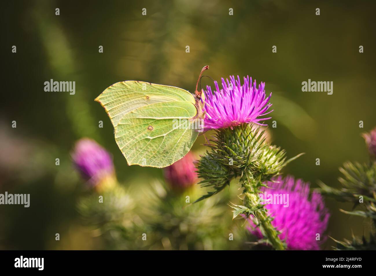 Beautiful summer flower scenery. Close up of a green butterfly on a  flower. Photo in shallow depth of field. Stock Photo