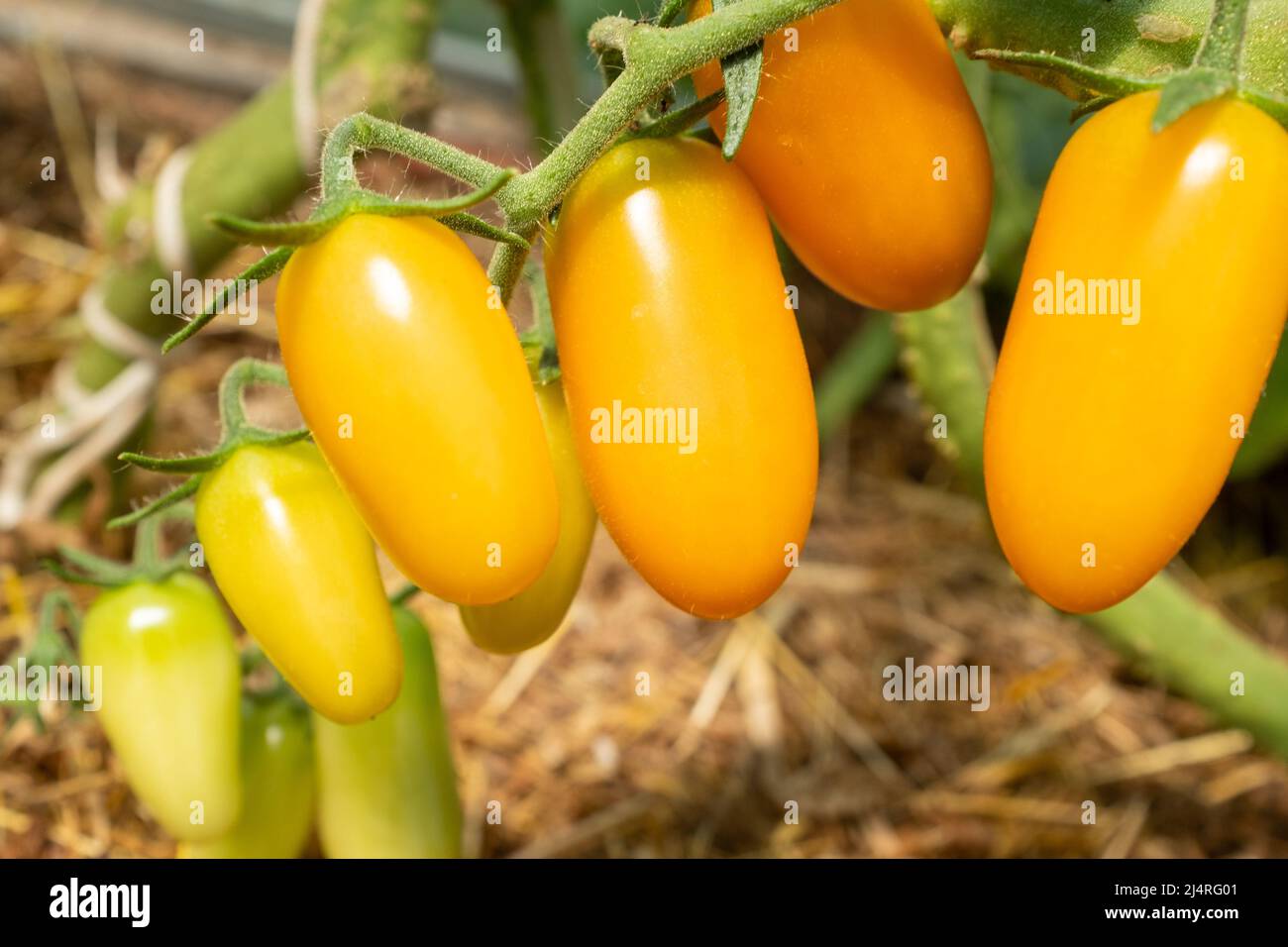 ripening-orange-young-finger-tomatoes-on-the-branches-close-up