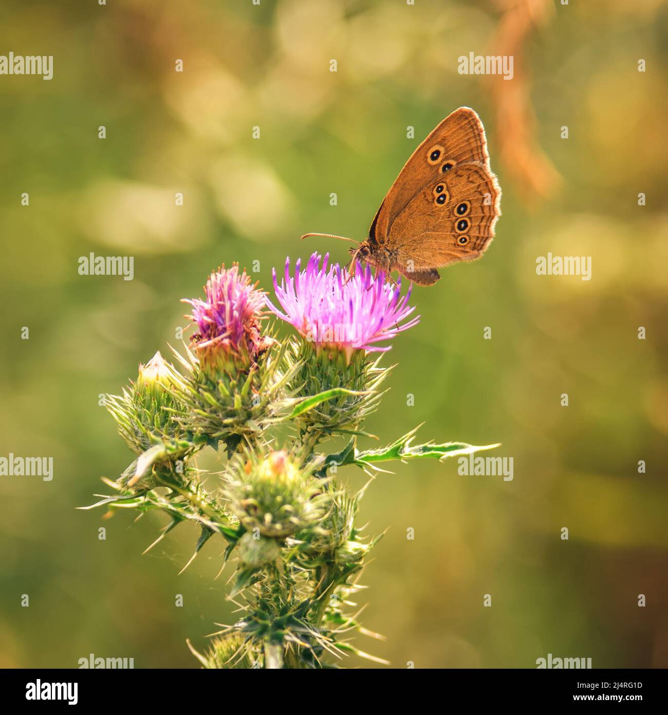 Beautiful summer flower scenery. Close up of a butterfly on a pink flower. Photo in shallow depth of field. Stock Photo