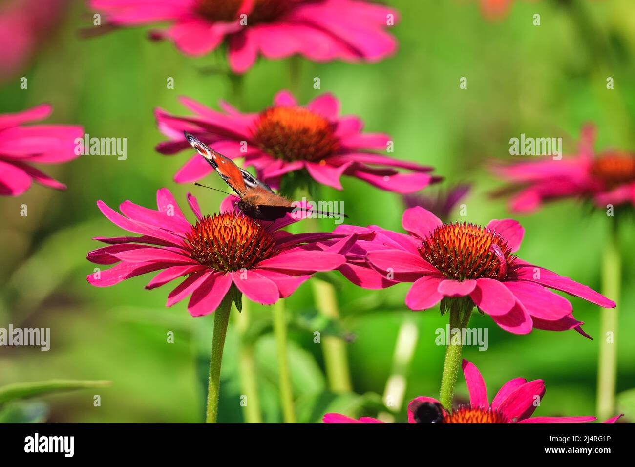 Beautiful summer flower scenery. Close up of a butterfly on a pink flower. Photo in shallow depth of field. Stock Photo