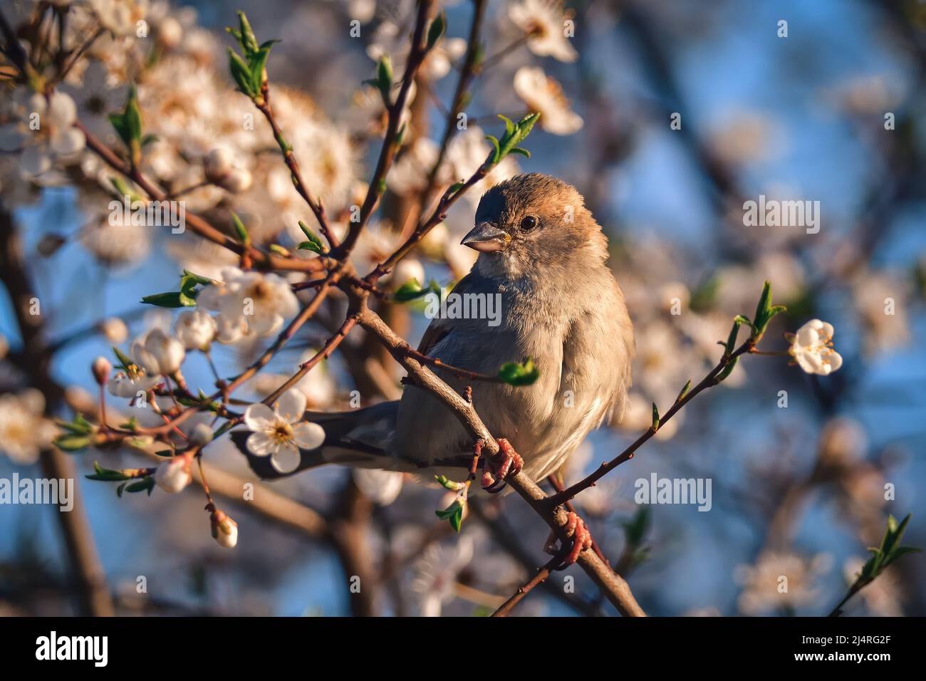 Spring fauna and flora. Common sparrow on tree branches. Stock Photo