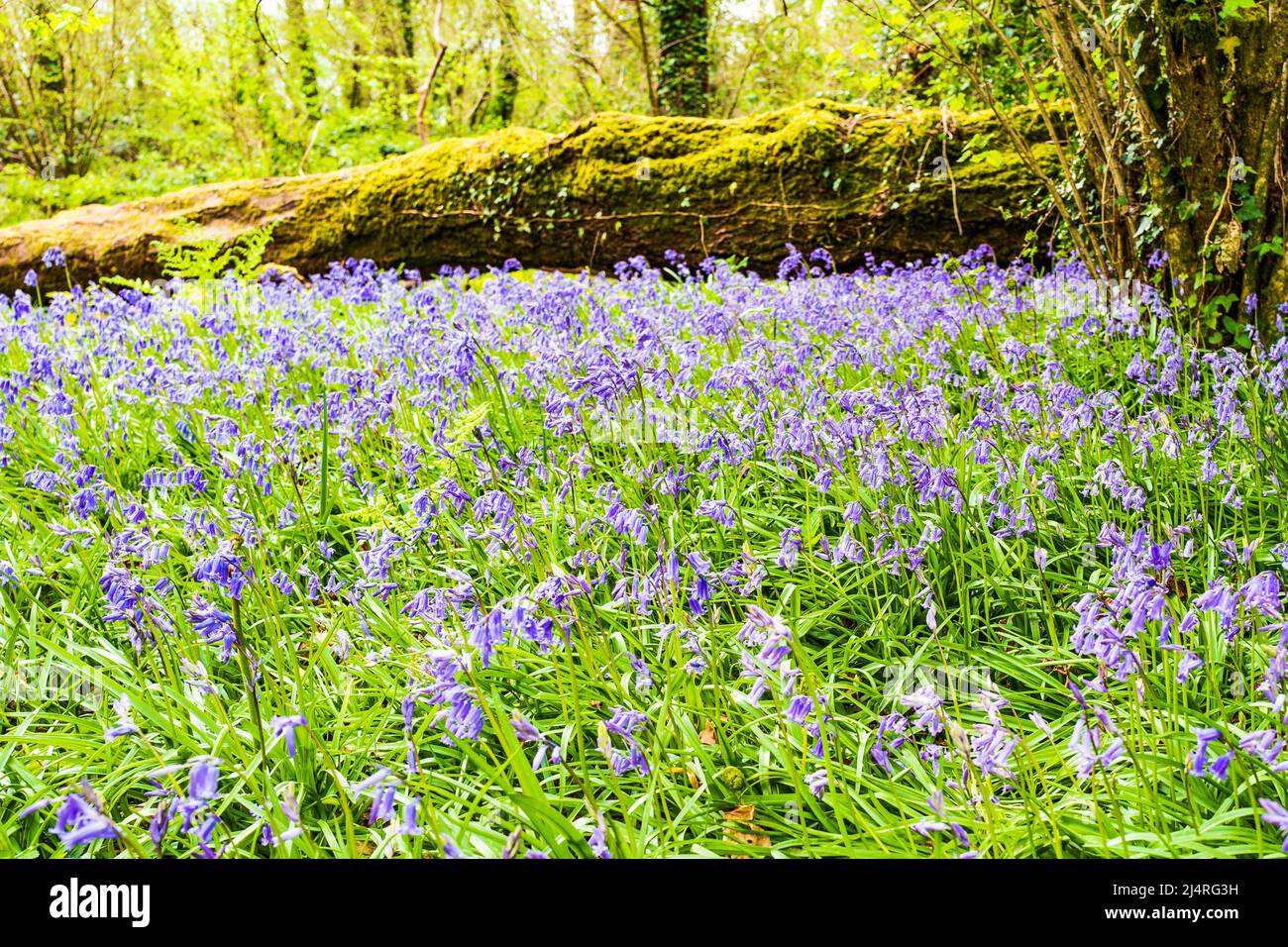 Carpet of bluebells in a Welsh woodland in April Stock Photo