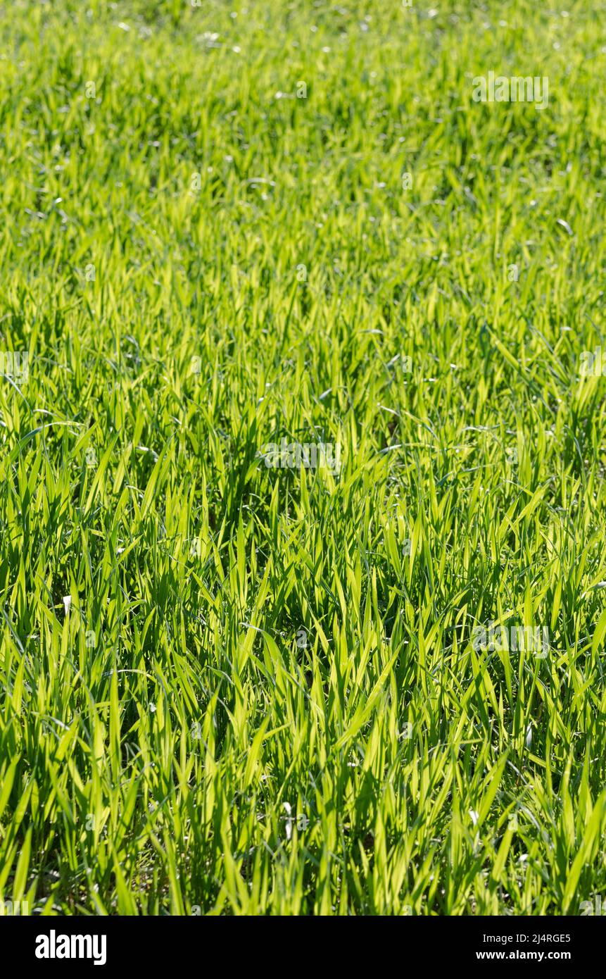 Green grass meadow Stock Photo - Alamy