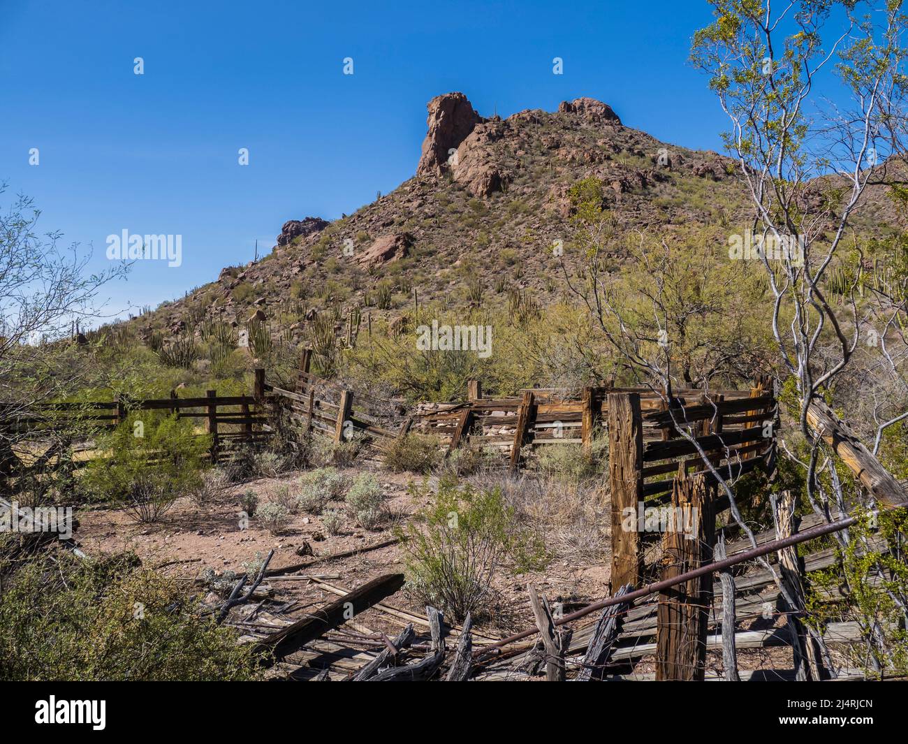 Old corral, Alamo Canyon, Organ Pipe Cactus National Monument, Arizona. Stock Photo