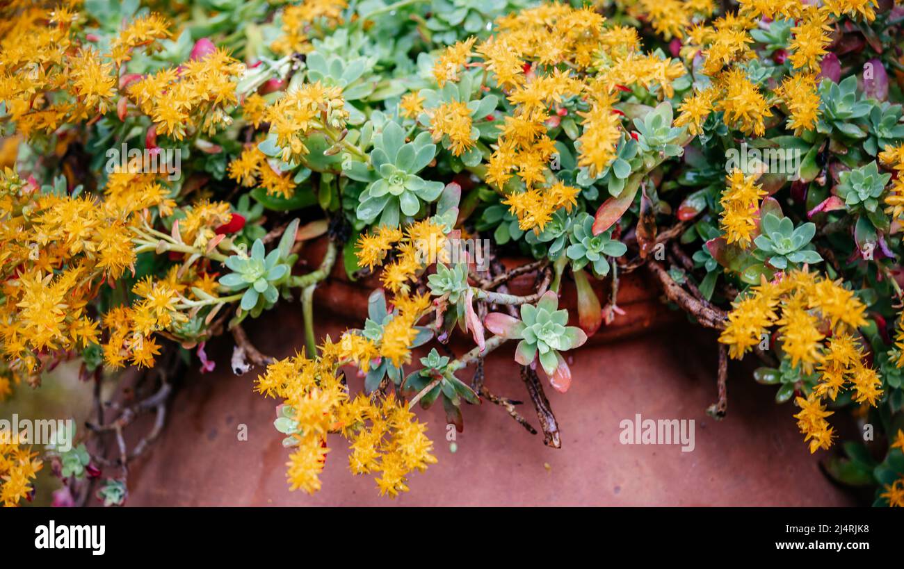 Succulent plant sedum palmeri with yellow flowers Stock Photo