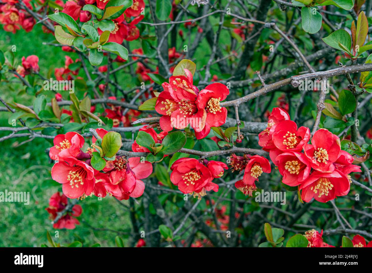 Japanese Quince in Bloom, Gettysburg National Cemetery, Pennsylvania, USA Stock Photo
