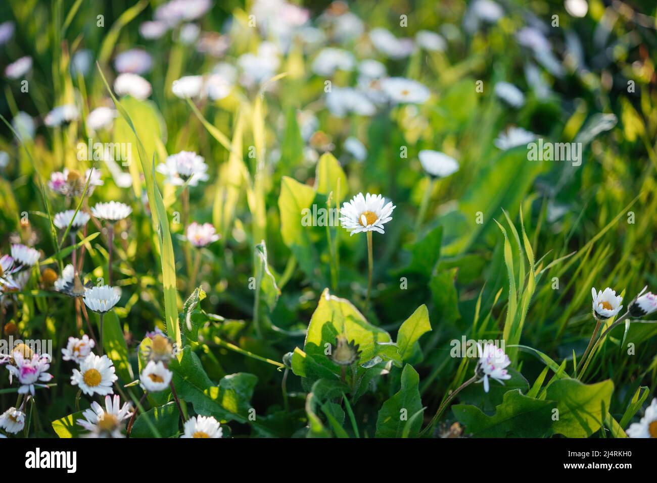 White chamomile or daisy flowers on green grass summer background Stock Photo