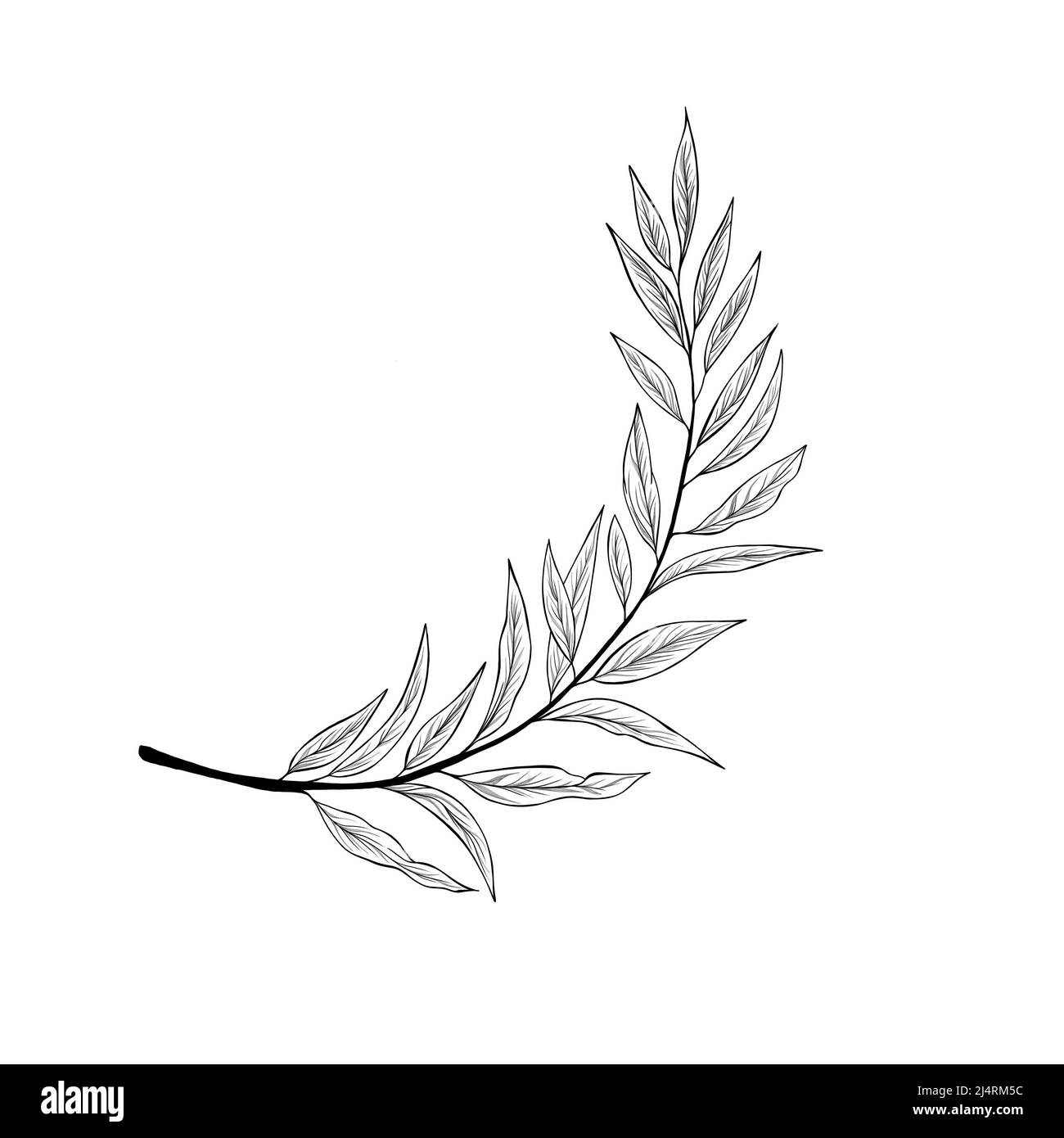 botany tattoo sketch - beautiful twig plant. Botanical element template for graphic design, wedding decor, textiles, souvenir gift, stationery print Stock Photo
