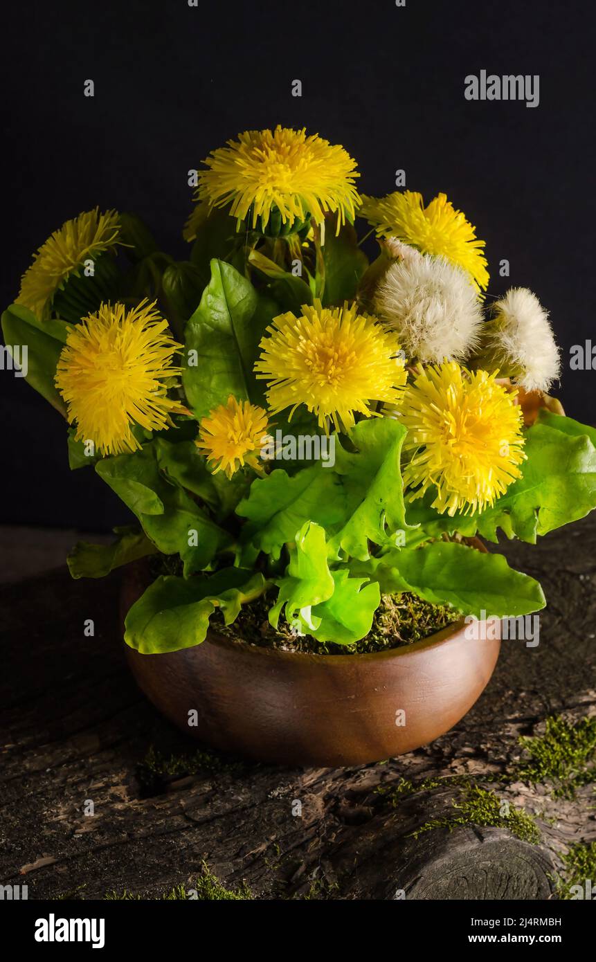 Bouquet of beautiful flowers of yellow dandelions in a vase on an old ...