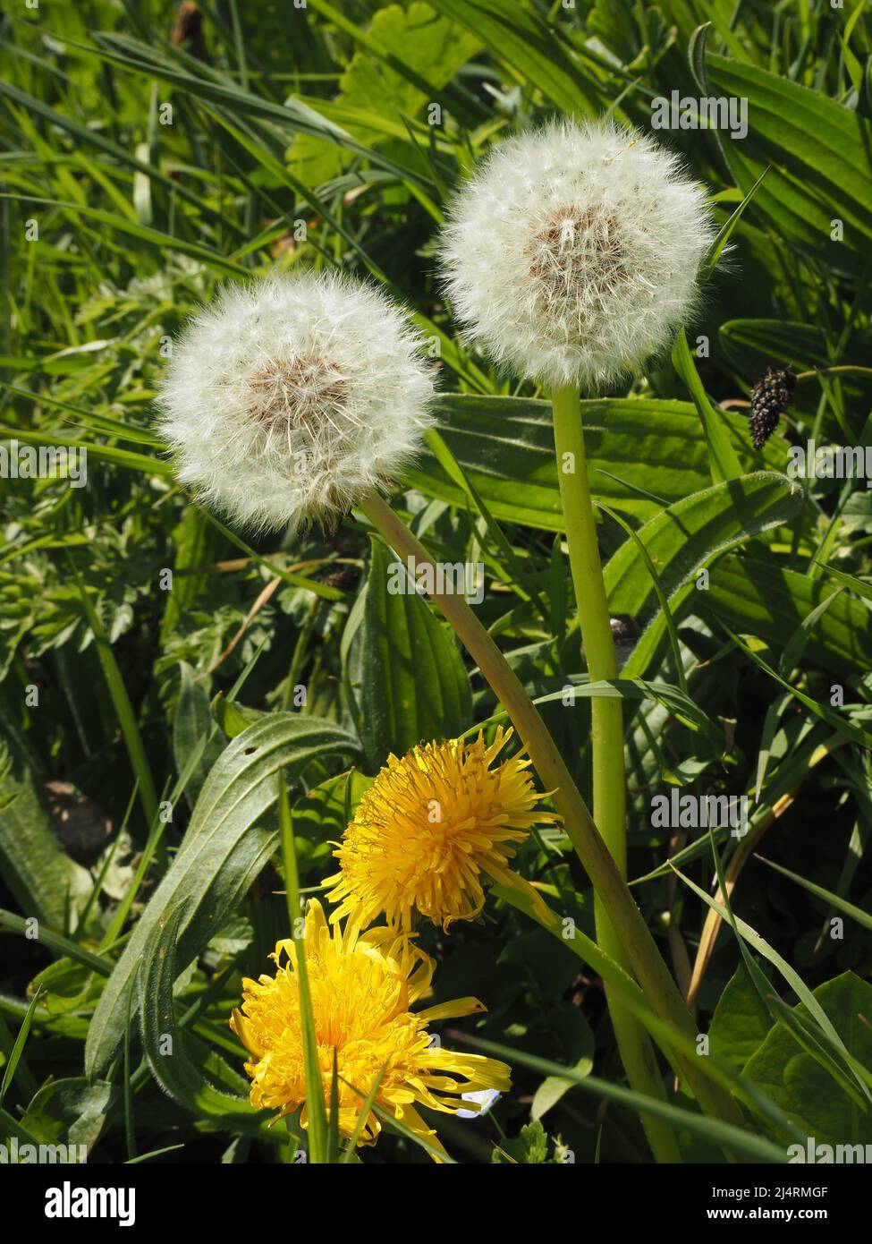Dandelion (taraxacum official) plant growing in a lawn with seed heads and flowers Stock Photo