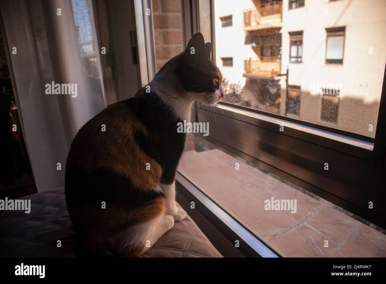 The cat looks out the window at the street. Warm light enters the room from outside. Stock Photo