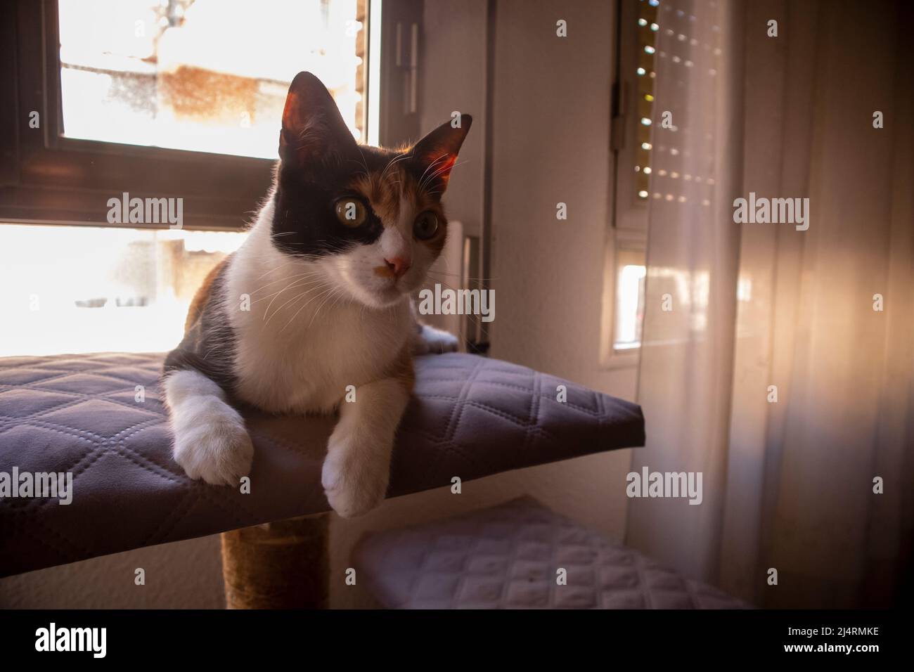 The cat lies down at home in front of the window The warm light of the sun enters the room from outside. Stock Photo