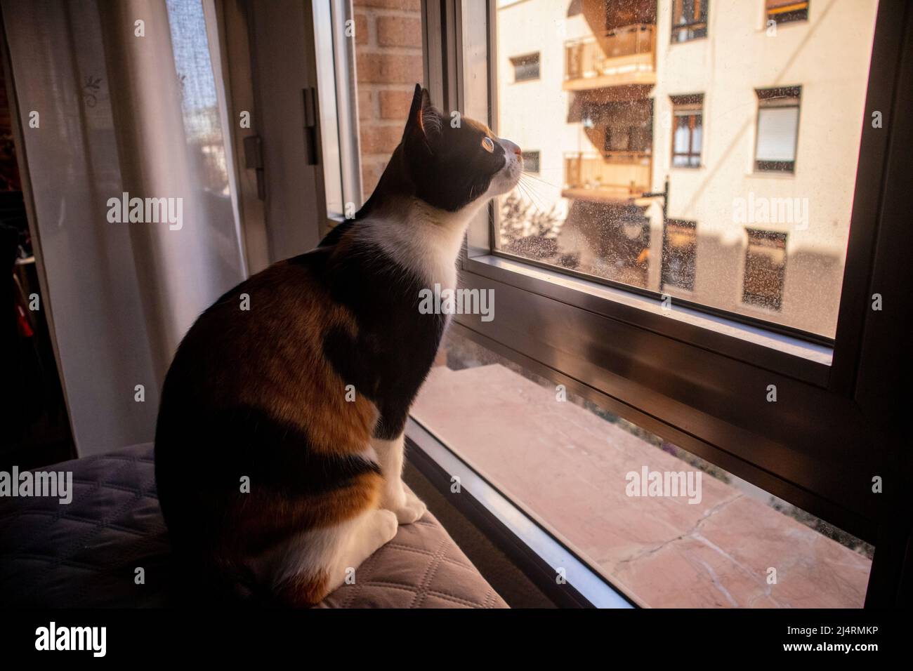 The cat looks out the window at the street. Warm light enters the room from outside. Stock Photo