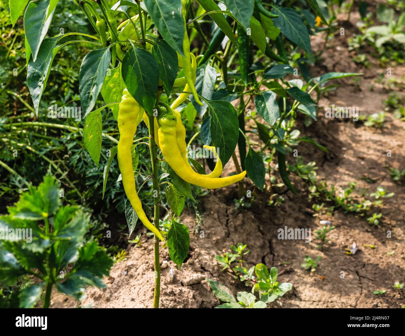 Green pepper growing in the garden Stock Photo - Alamy