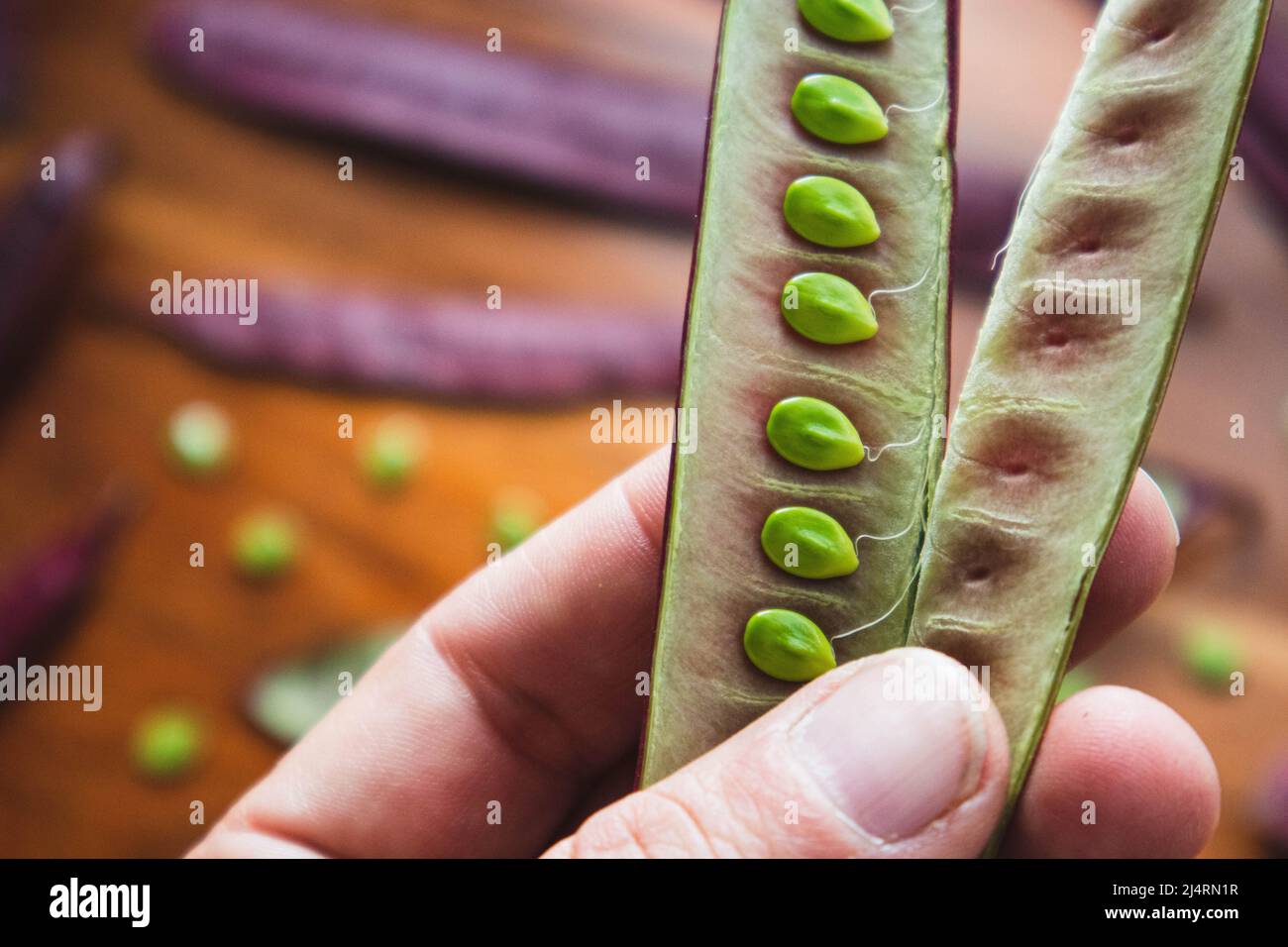 Hand holding an open Guaje seed pod Stock Photo