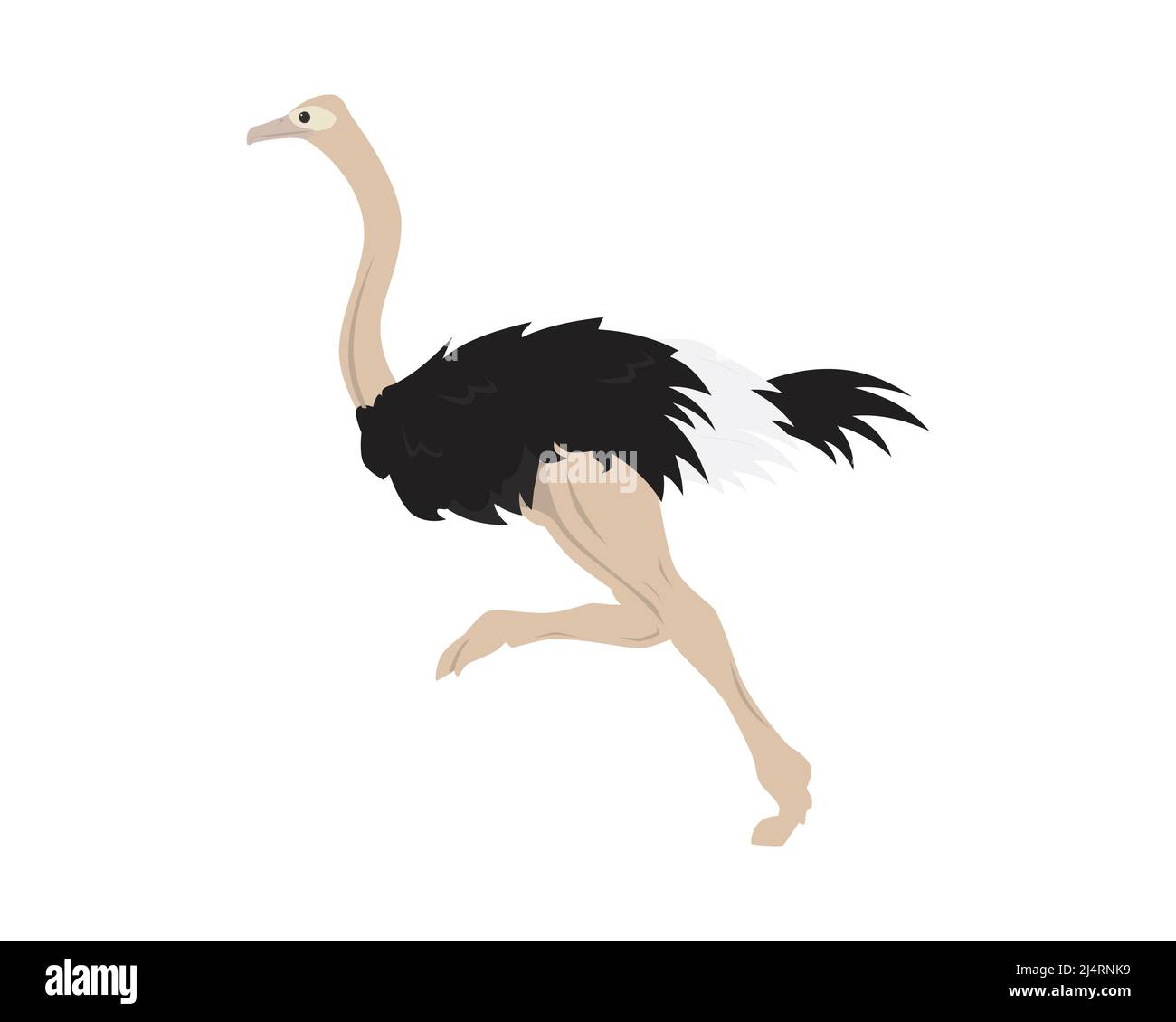 Detailed Ostrich with Running Gesture Illustration Vector Stock Vector