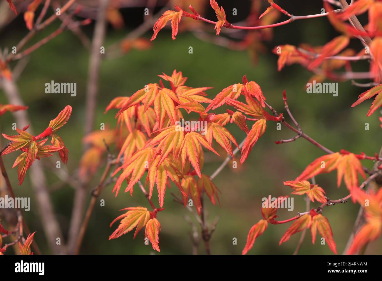 Acer japonicum branch with new spring leaves nature background Stock Photo