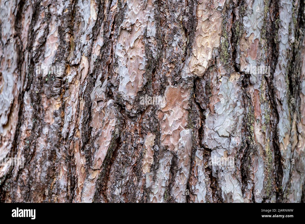 Background from old wood bark. Pinus sylvestris, Scotch pine, Baltic pine, Scots pine. Stock Photo