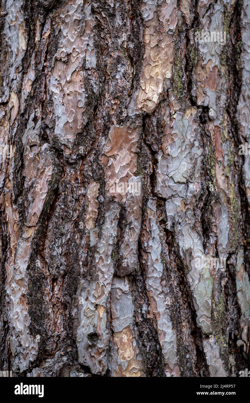 Background from old wood bark. Pinus sylvestris, Scotch pine, Baltic pine, Scots pine. Stock Photo