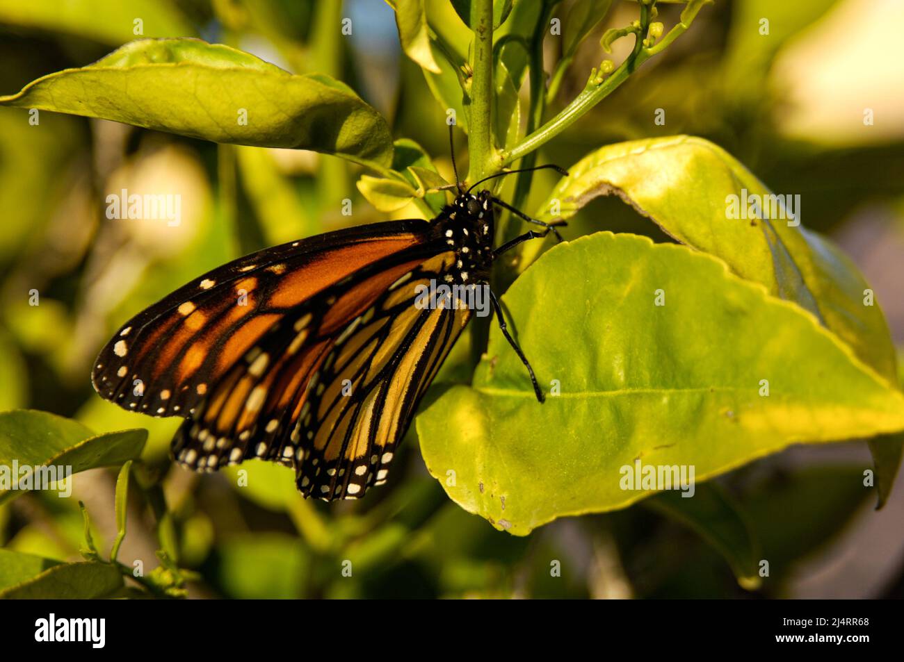Monarch butterfly rests on a leaf Stock Photo - Alamy