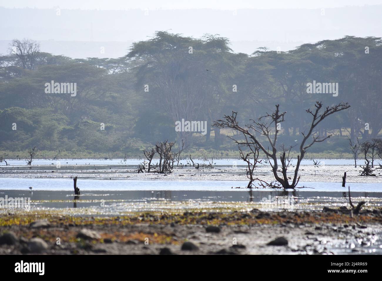 Lake Nakuru, Kenya Stock Photo