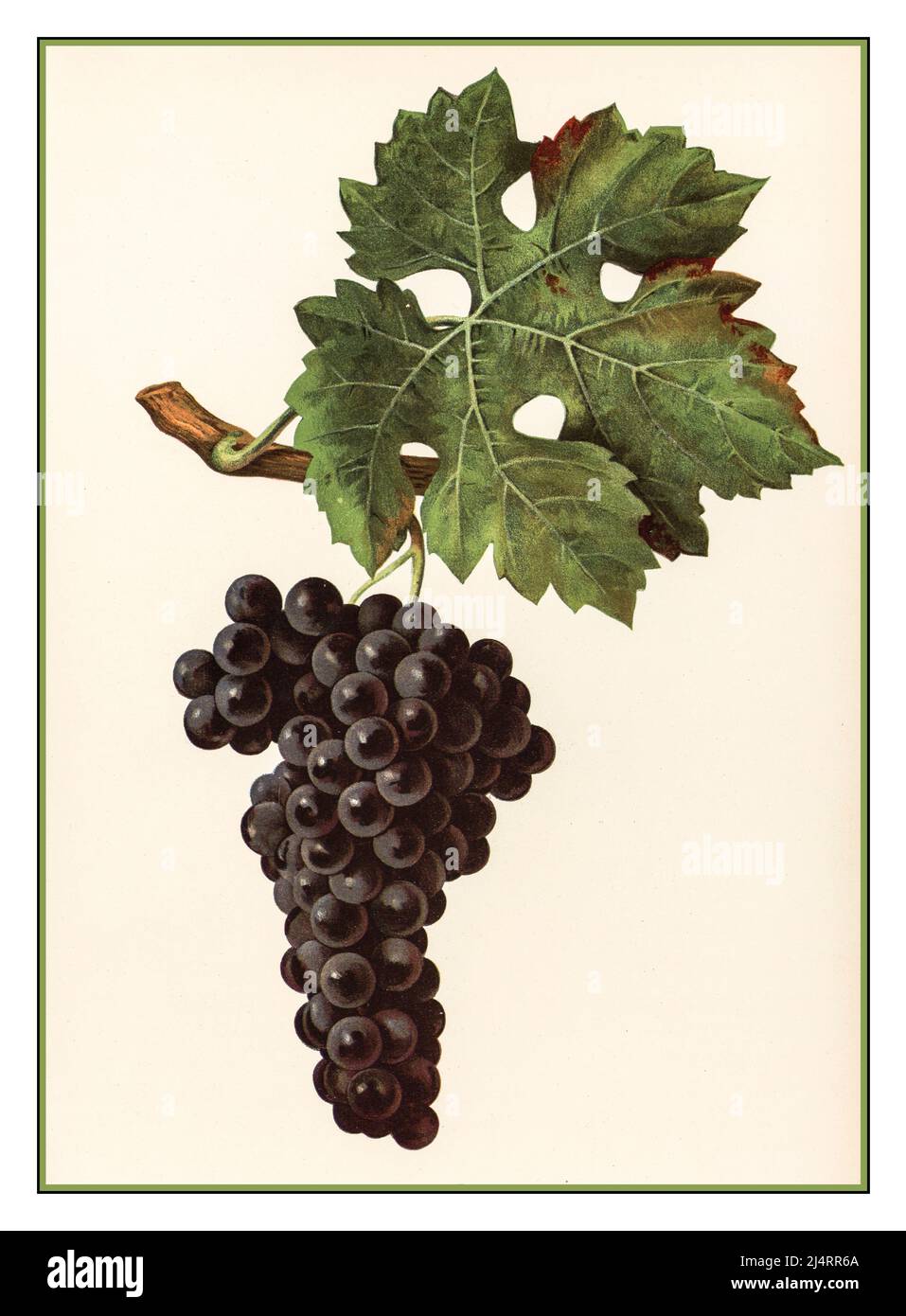 WINE GRAPES Vintage lithograph Illustration  1900s of a ripe bunch of Cabernet Sauvignon grapes on the vine  Cabernet Sauvignon is one of the world's most widely recognized red wine grape varieties. It is grown in nearly every major wine producing country among a diverse spectrum of climates from Australia and British Columbia, Canada to Lebanon's Beqaa Valley. Cabernet Sauvignon became internationally recognized through its prominence in Bordeaux wines where it is often blended with Merlot and Cabernet Franc. Stock Photo