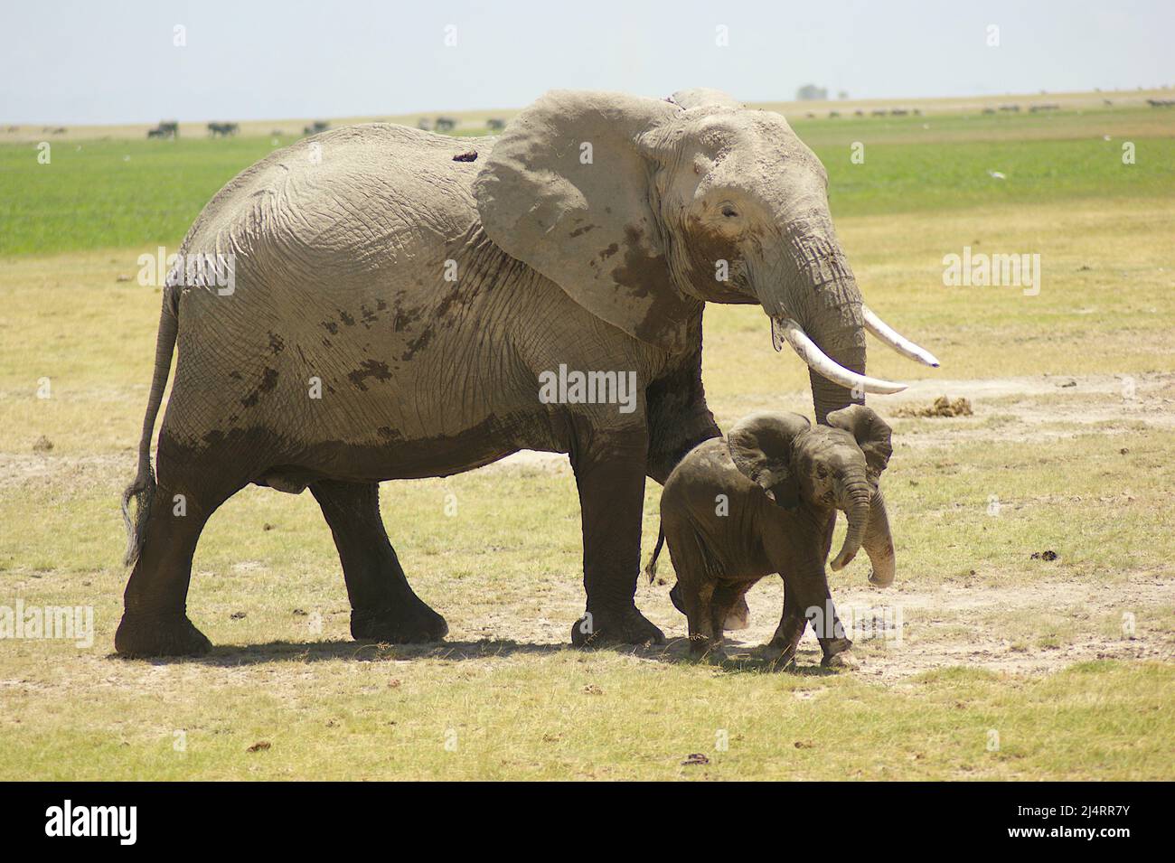 Mother and baby elephant Stock Photo