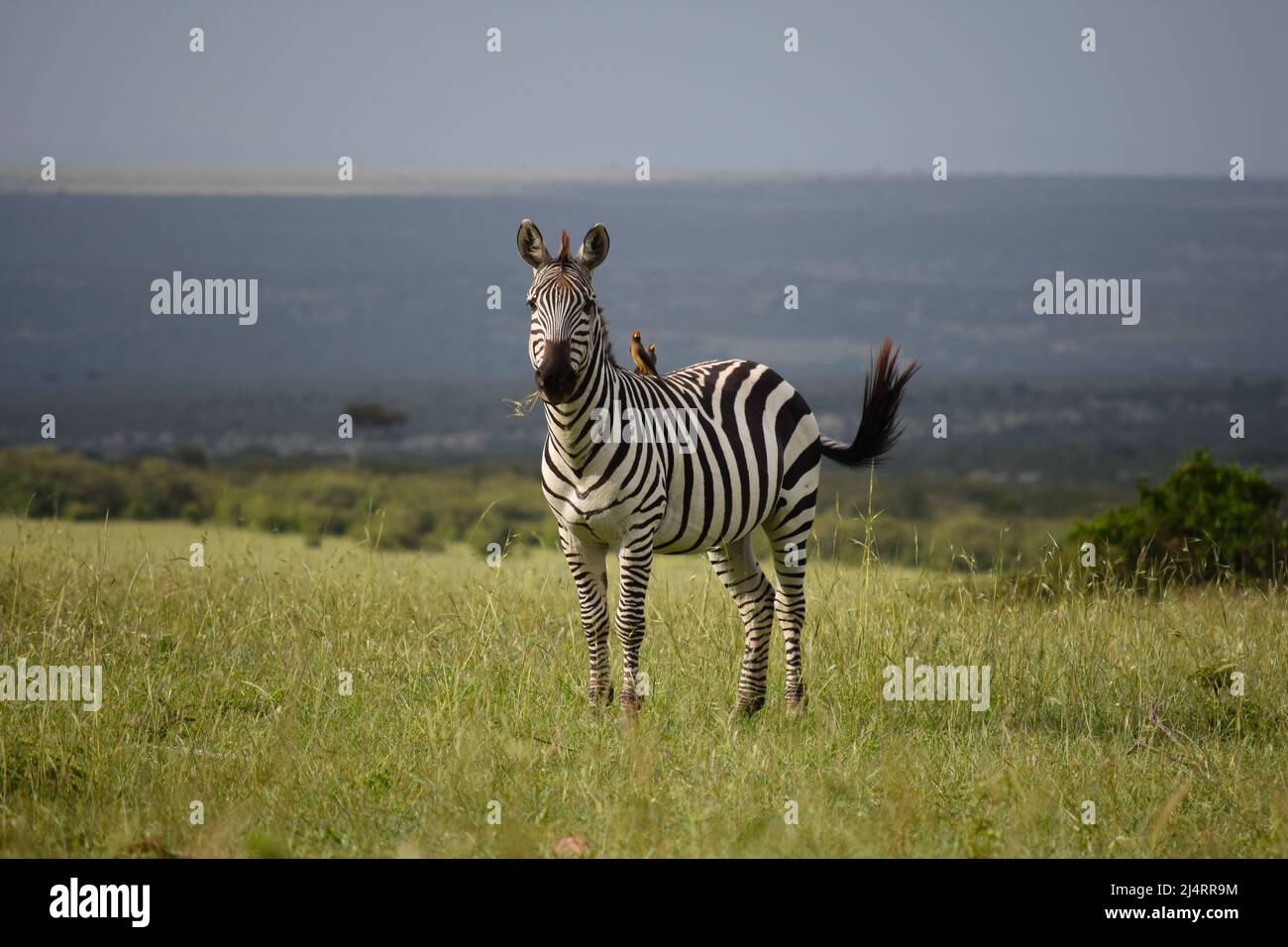 Zebra, Kenya Stock Photo