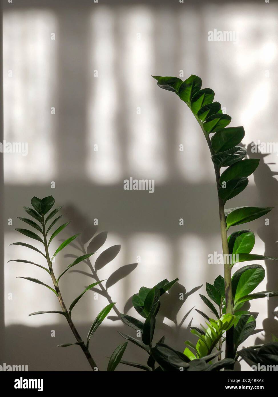 house plant, green house plant against white wall with window reflection by sun light in living room of home. Zamiokulkas or zamioculcas also known as Stock Photo