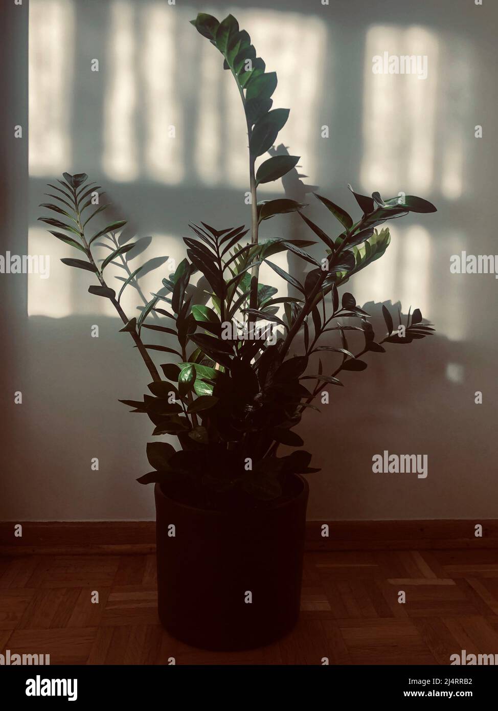 house plant, plant in pot by wall with window reflection by sunlight in a living room. Zamiokulkas planted in ceramic pot on floor in living room. Hou Stock Photo