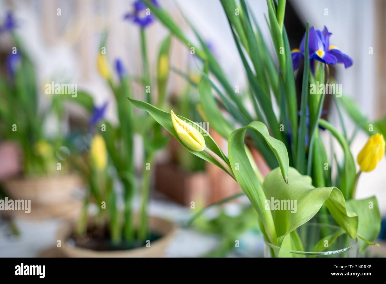 Elegant spring, Easter flower arrangements of irises, tulips, daffodils and willow branches, located on the table in daylight at home. Stock Photo
