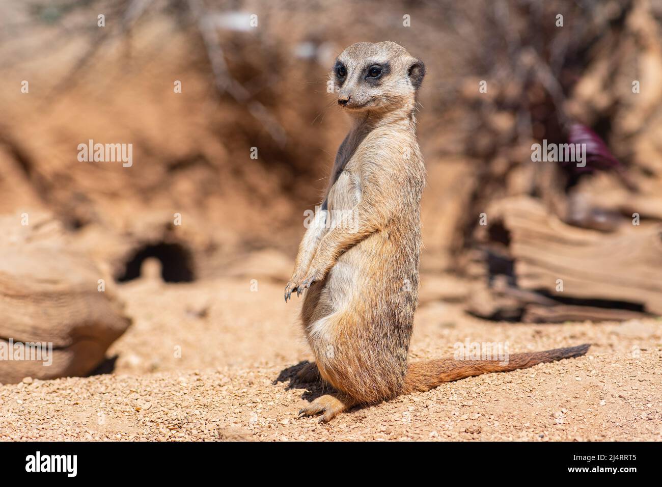 Meerkat, suricata suricatta or suricate, small mongoose found in southern Africa in natural habitat sitting close to openings of a warren, close up Stock Photo