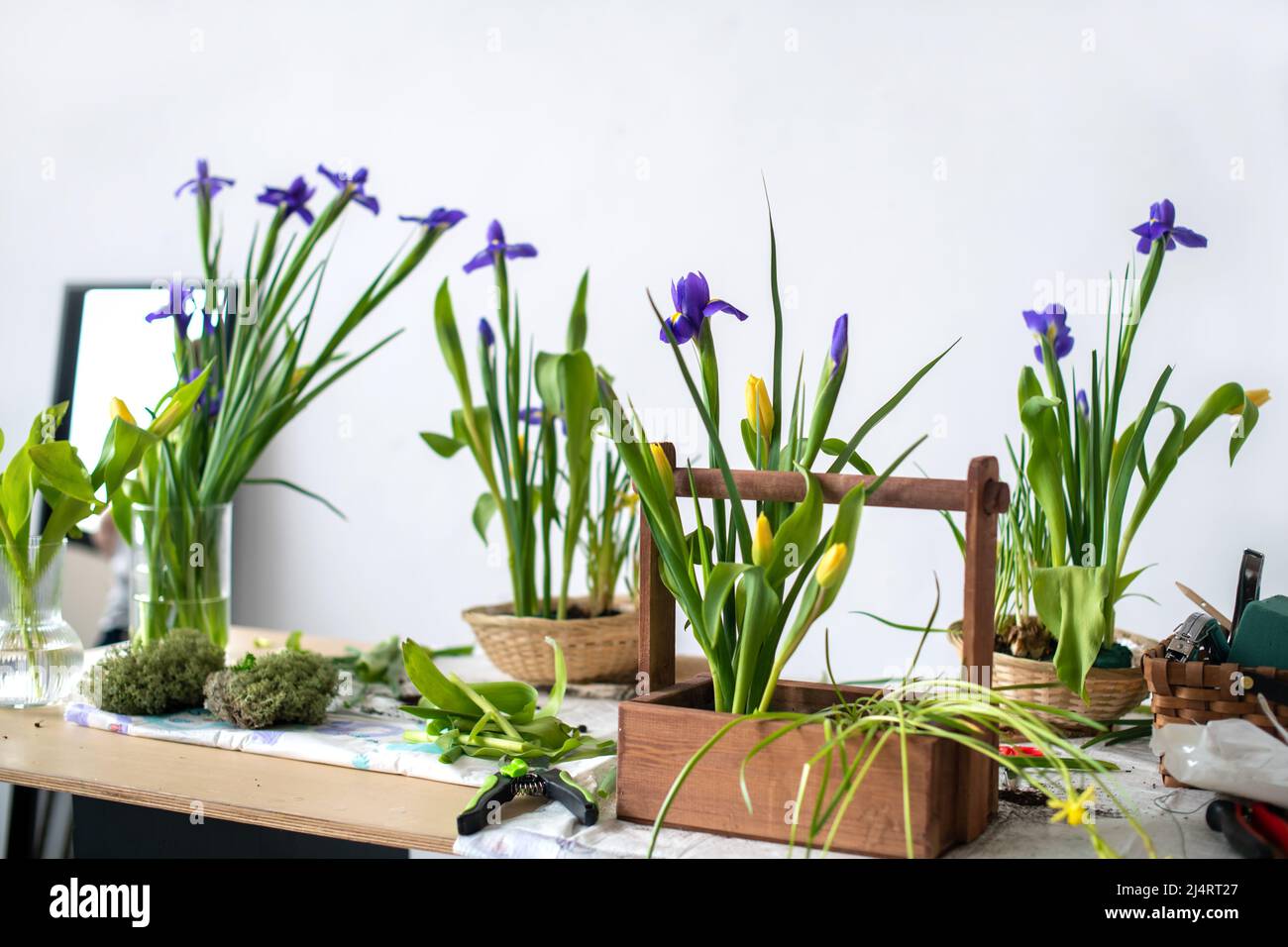 Elegant spring, Easter flower arrangements of irises, tulips, daffodils and willow branches, located on a table located against a white wall in Stock Photo