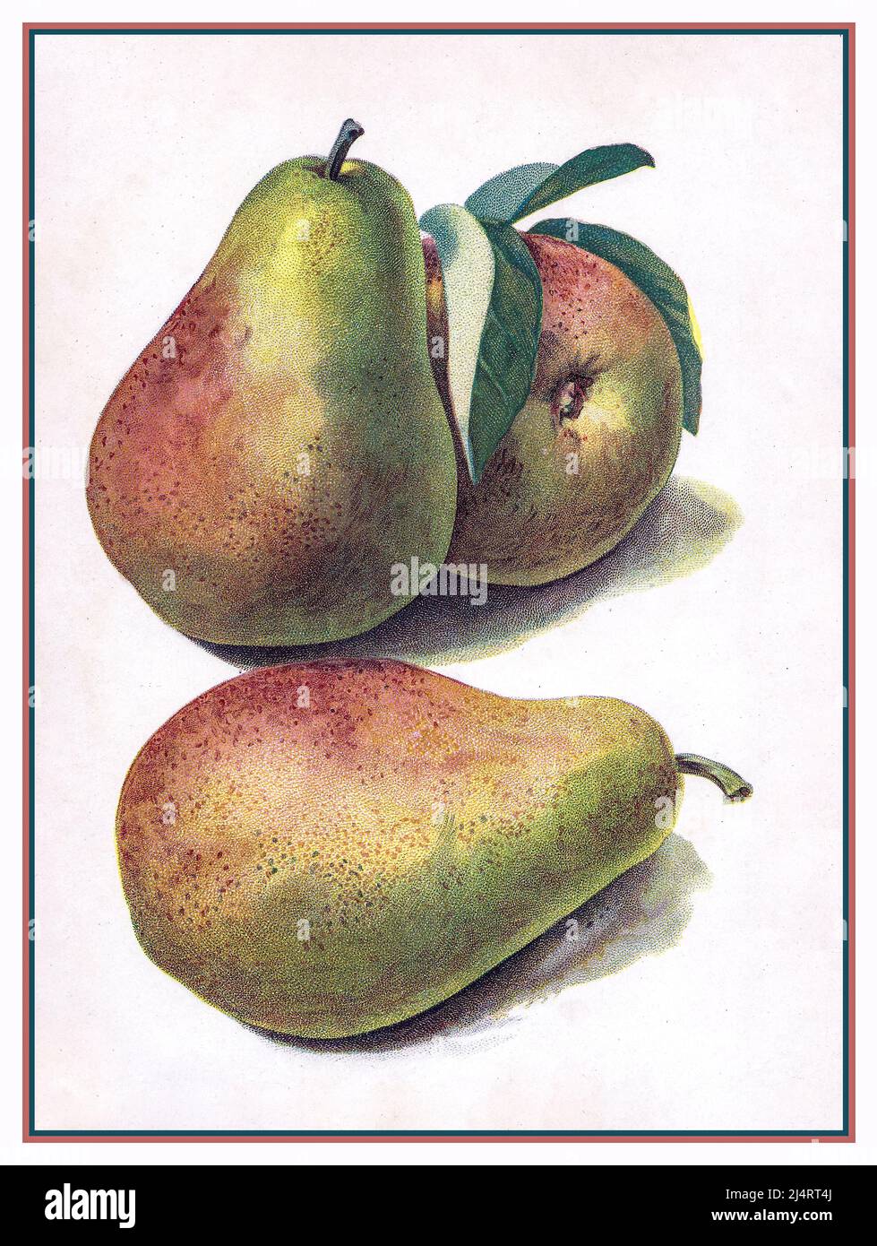 PEAR PEARS ILLUSTRATION Vintage Lithograph Pear, CLAPPS FAVOURITE, Pear, FAYETTE BEAUTY. Illustration Fruit Stock Photo