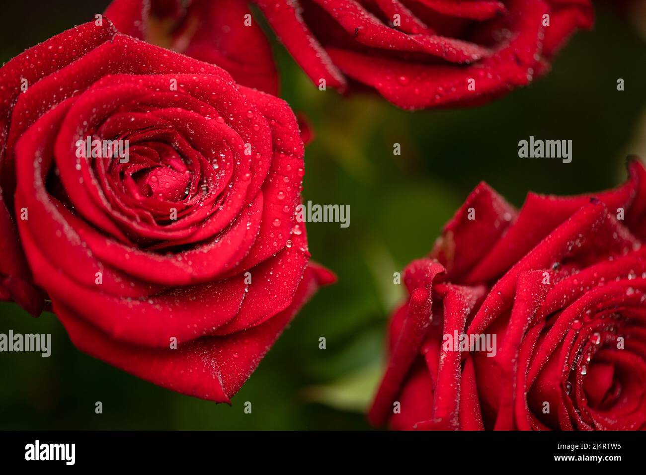 Bouquet red roses water drops hi-res stock photography and images - Alamy