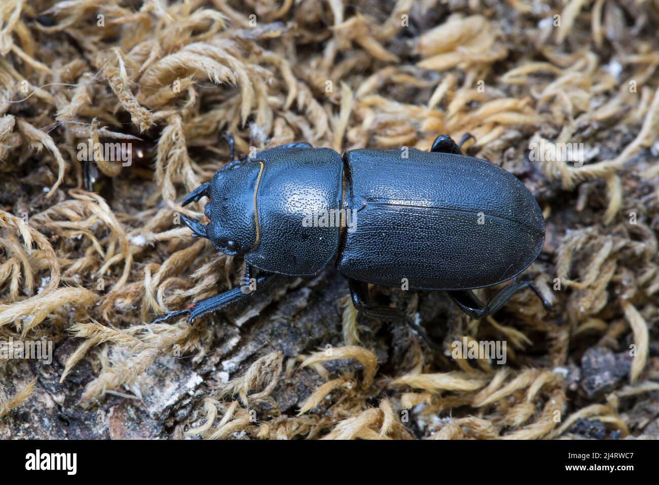 Balkenschroeter, lesser stag beetle, Dorcus parallelipipedus Stock Photo