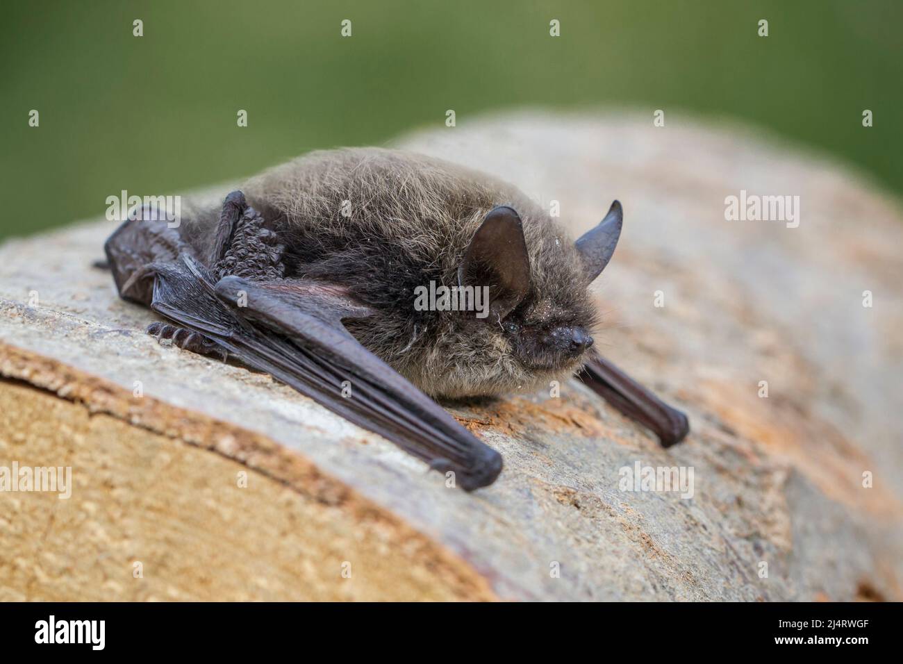 Kleine Bartfledermaus, whiskered bat, Myotis mystacinus Stock Photo