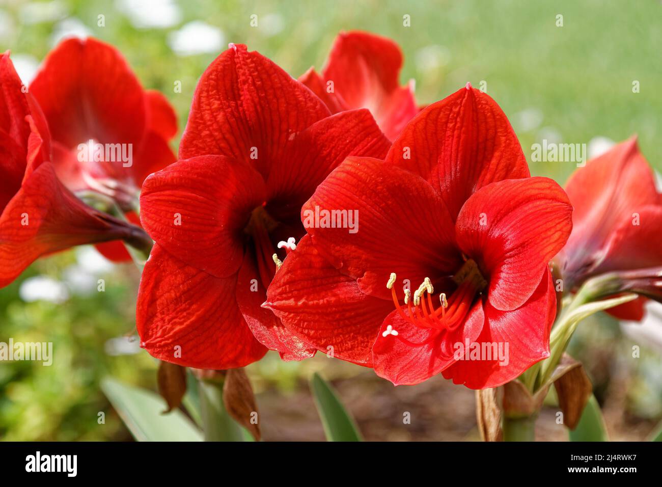 red amaryllis flowers, close-up, trumpet shape, large, garden, nature, colorful, Hippeastrum, Florida, spring Stock Photo