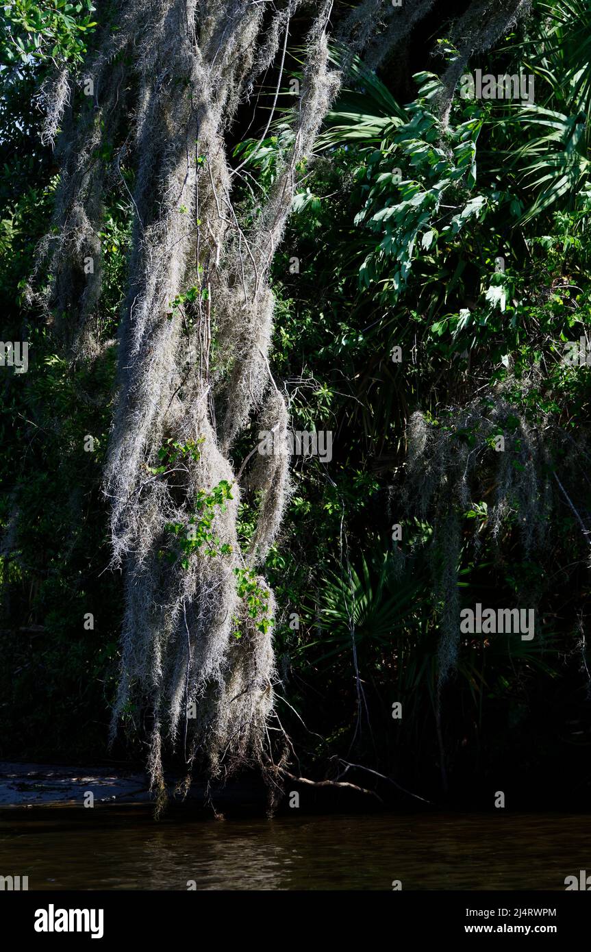 Spanish moss draping tree, over water, graceful, nature scene