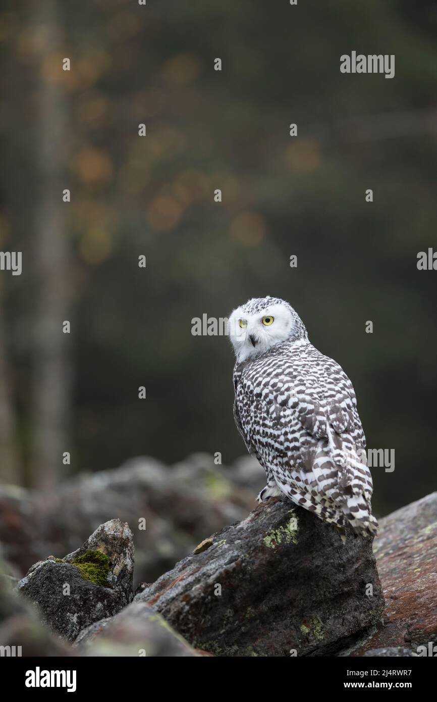 Schnee-Eule, snowy owl, Bubo scandiacus Stock Photo - Alamy