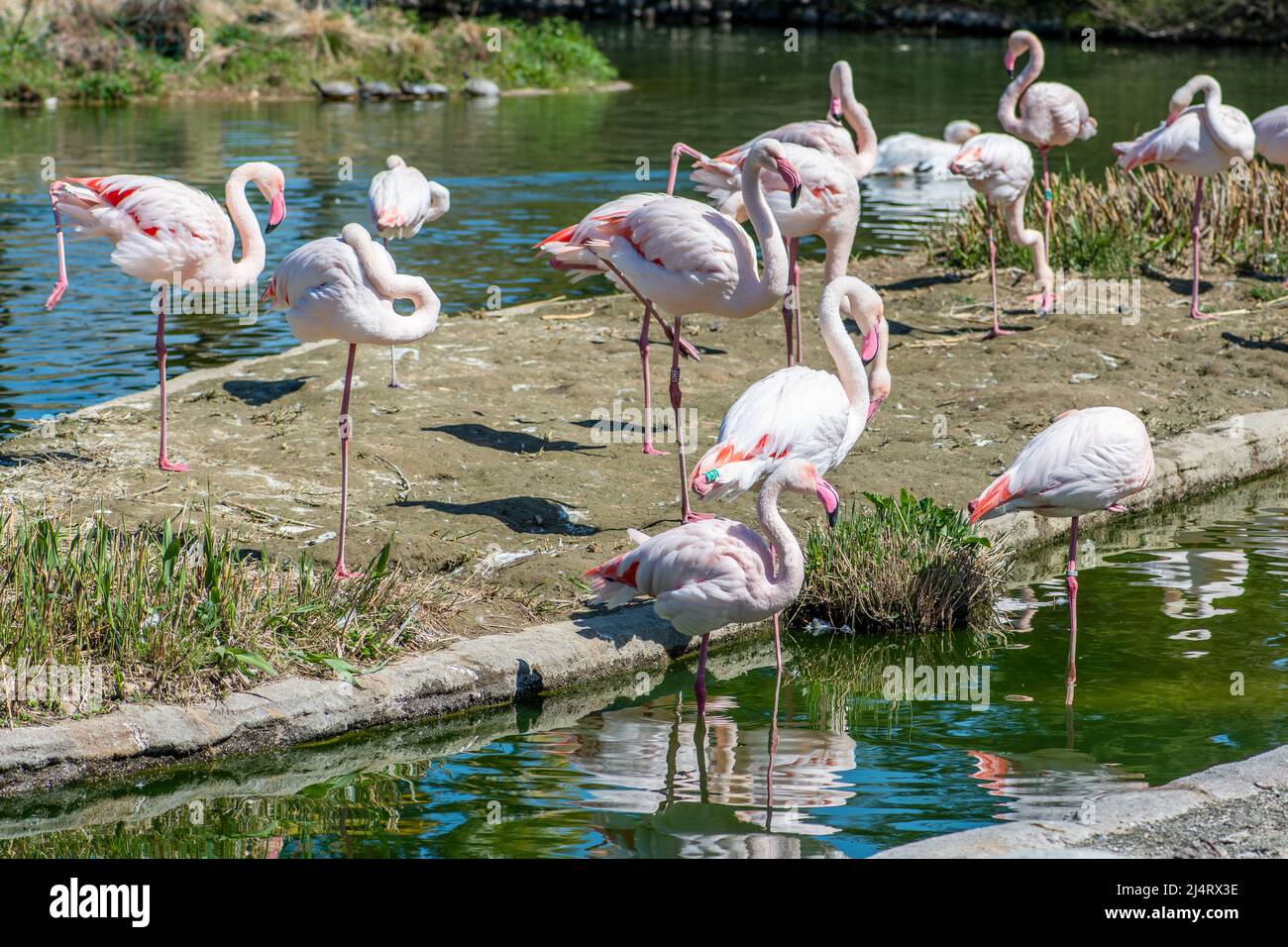 Group of greater flamingos near a pond or lagoon, Phoenicopterus roseus, widespread and largest species of the flamingo family in Africa, India Stock Photo - Alamy Group of greater flamingos near a pond or lagoon, Phoenicopterus roseus, widespread and largest species of the flamingo family in Africa, India Stock Photo - Alamy