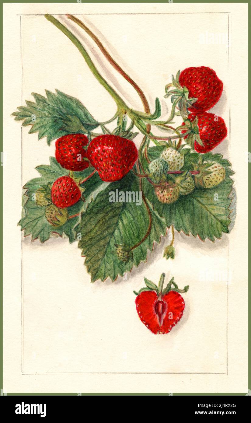 STRAWBERRIES Vintage Pomological Lithograph Illustration of early harvest Strawberries growing including a cross section of a strawberry. The garden strawberry is a widely grown hybrid species of the genus Fragaria, collectively known as strawberries, which are cultivated worldwide for their fruit. The fruit is widely appreciated for its characteristic aroma, bright red color, juicy texture, and sweetness Stock Photo