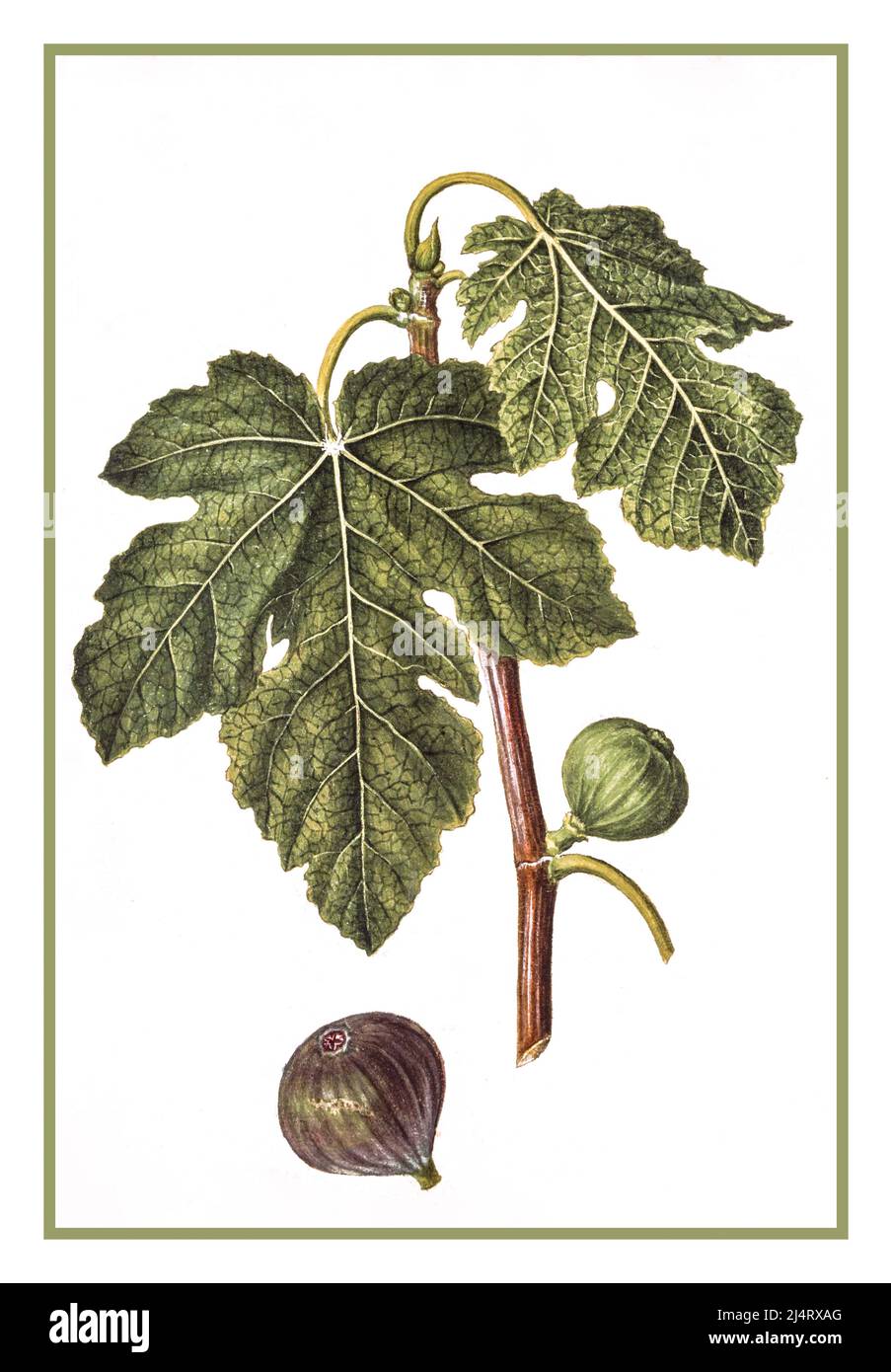 FIG Vintage Fig Ficus lithograph 1900s Illustration lithograph ficus carica Jacques Le Moyne de Morgues.The fig is the edible fruit of Ficus carica, a species of small tree in the flowering plant family Moraceae. Native to the Mediterranean and western Asia, it has been cultivated since ancient times and is now widely grown throughout the world, both for its fruit and as an ornamental plant Stock Photo