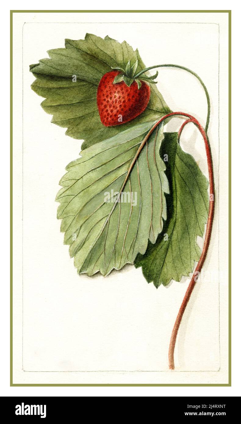 STRAWBERRY Vintage 1900 Pomological Watercolour lithograph illustration of a strawberry growing. Stock Photo