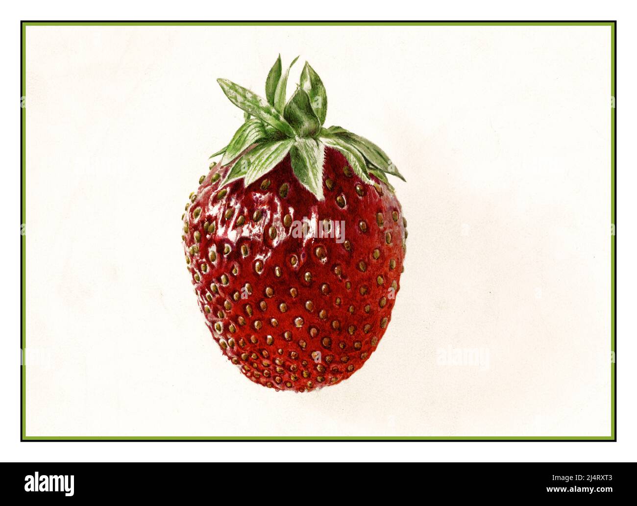 STRAWBERRY Vintage 1900s Pomological illustration watercolour of a single strawberry Stock Photo