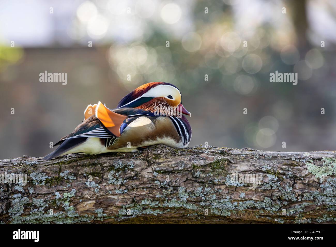 Aix galericulata, mandarin duck sitting on the branch Stock Photo